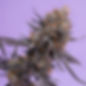 CannabisPhotographyThatLeadsTheIndsutry_CROP.jpg