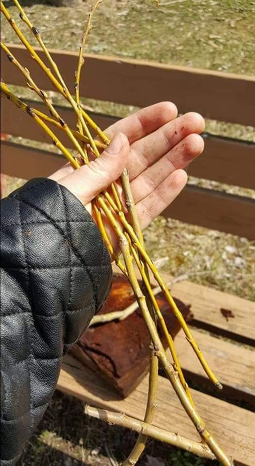 willow sticks