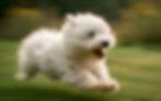 Puppy with Zoomies