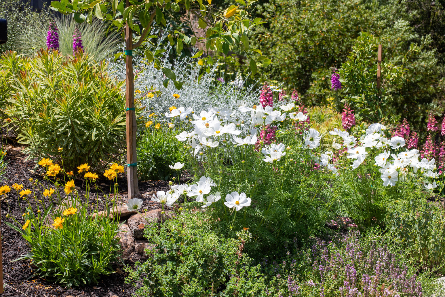 Landscape by G Landscape Division in Marin County, CA