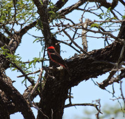 Pyrocephalus rubinus
