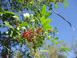 Aspecto da infrutescência