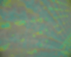 2-M.PERIAT extraction 2 -all over 1 JPG
