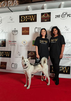 husky in laguna beach