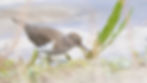 Guide baie de Somme (80) avec Esprit Sauvage Guide pour des sorties guidées uniques. Découvrez les phoques, les oiseaux et profitez d'activités en famille dans le cadre spectaculaire de la baie de Somme