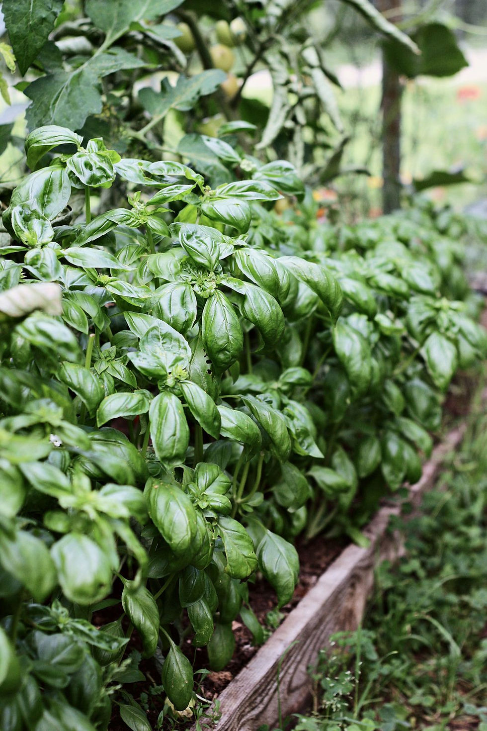 Fresh basil growing in the garden