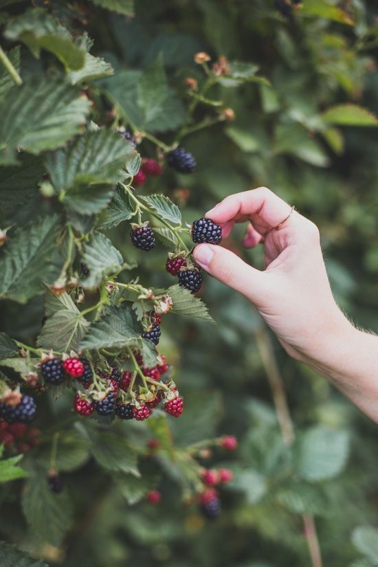 Ripe purple and red blackberries being picked from the cane in the garden