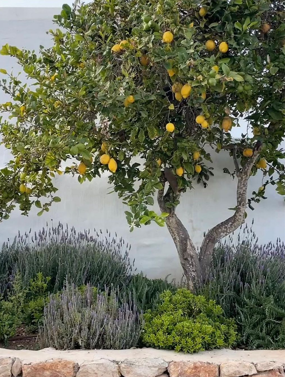 Lemon tree heavy with fruit, surrounded by companion planting including herbs and lavender in the garden
