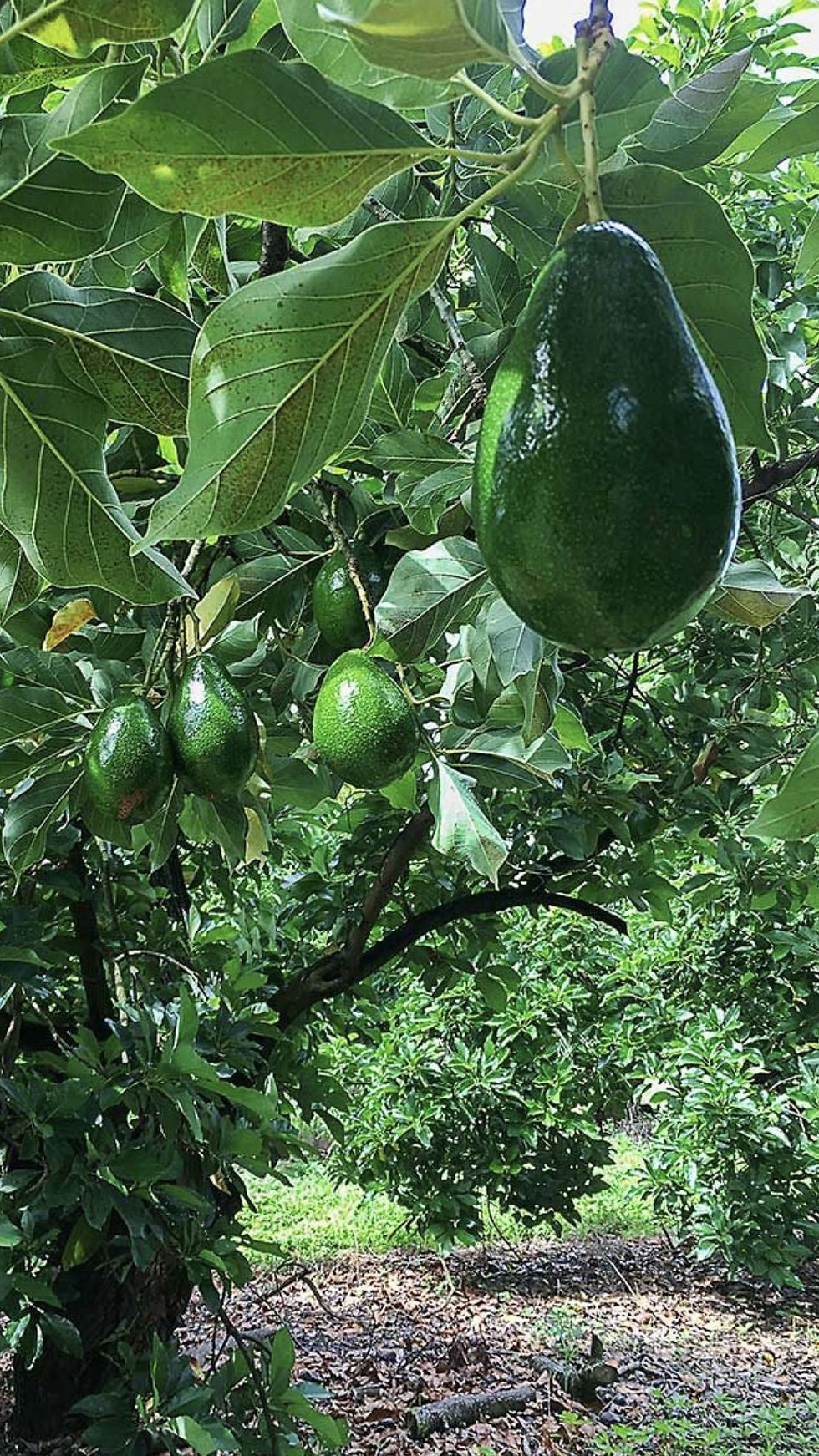 Several smooth-skinned avocados growing on the tree in an Ibiza garden