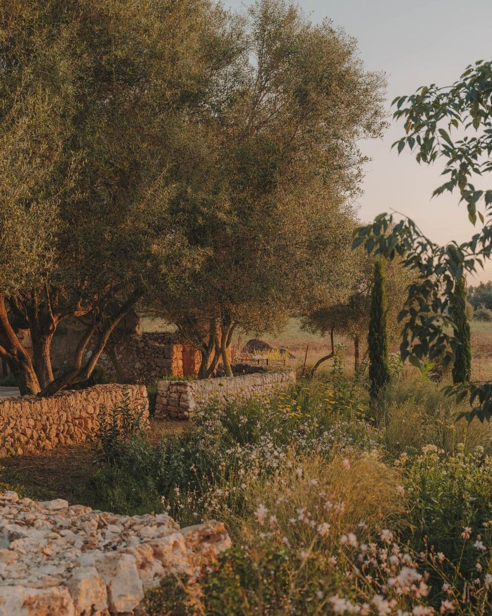 Olive tree, dry stone walls and flowering Mediterranean planting in the Ibiza landscape at golden hour