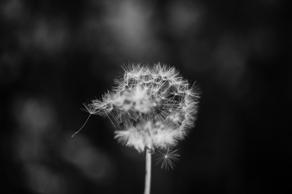 dawid-zawila-duADlJvRI7Y-unsplash.jpeg