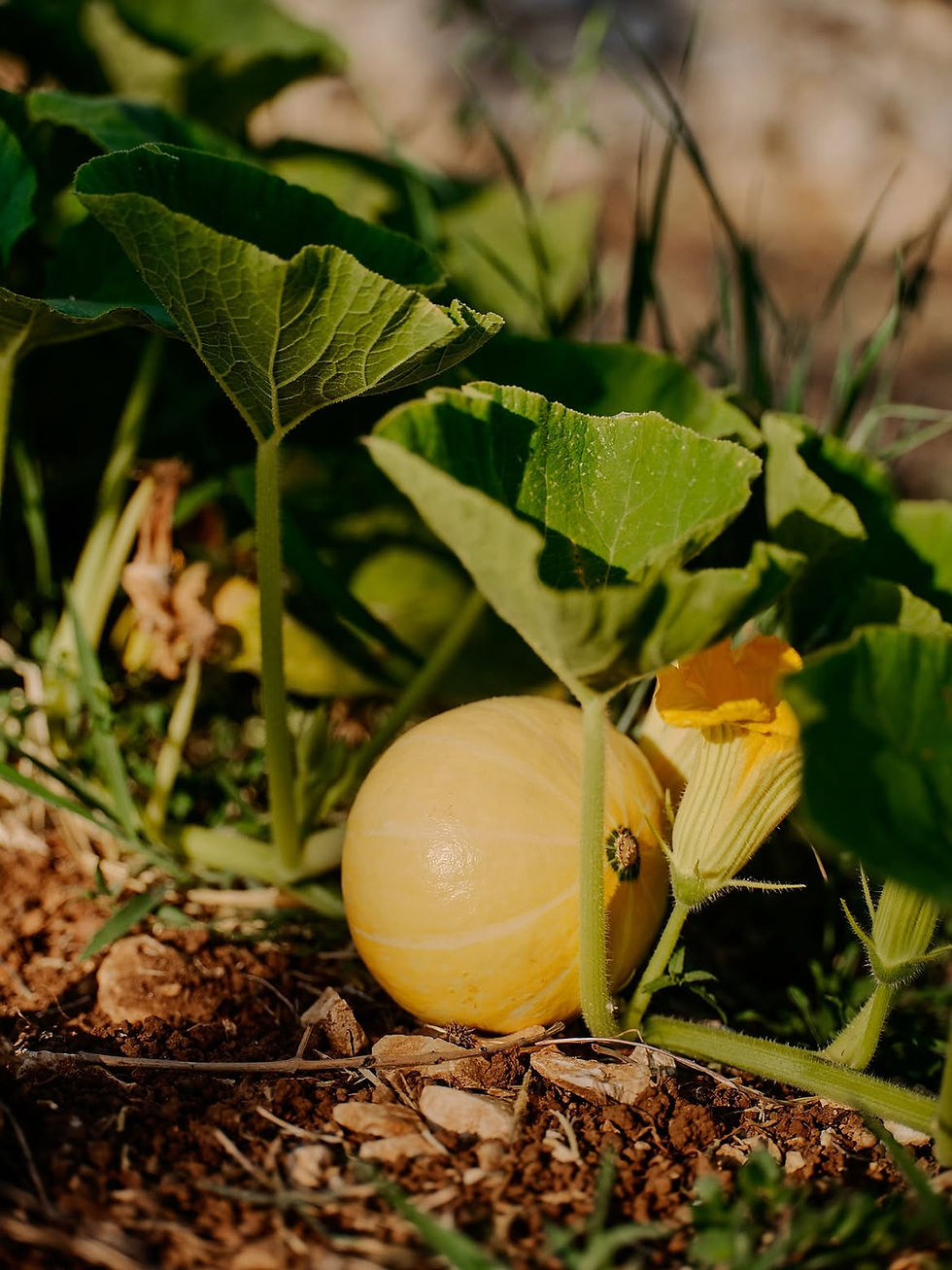 Pumpkin still growing on the plant in warm golden-hour sunlight in the garden