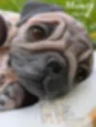 Monty the Pug image 1