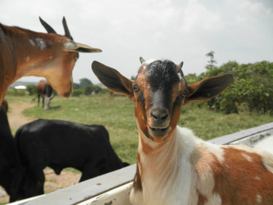 למה לא אוגנדה?