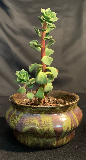 Plants and Pots