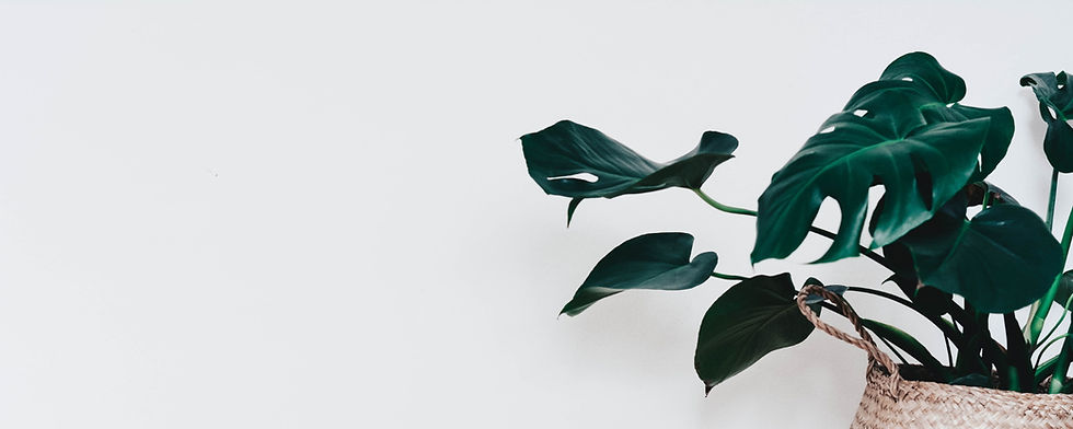 aethetic photos of a plant