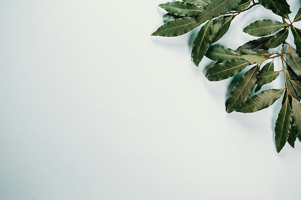 plant on white background
