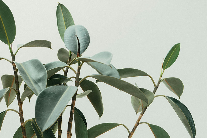 a green plant