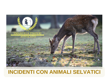 INCIDENTE AUTO PER IL PASSAGGIO DI ANIMALI SELVATICI: CHI RISARCISCE?