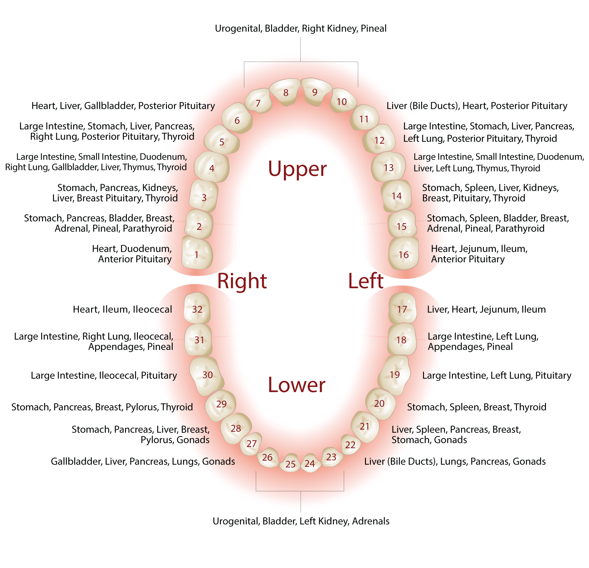 Dental-Chart-2021.gif