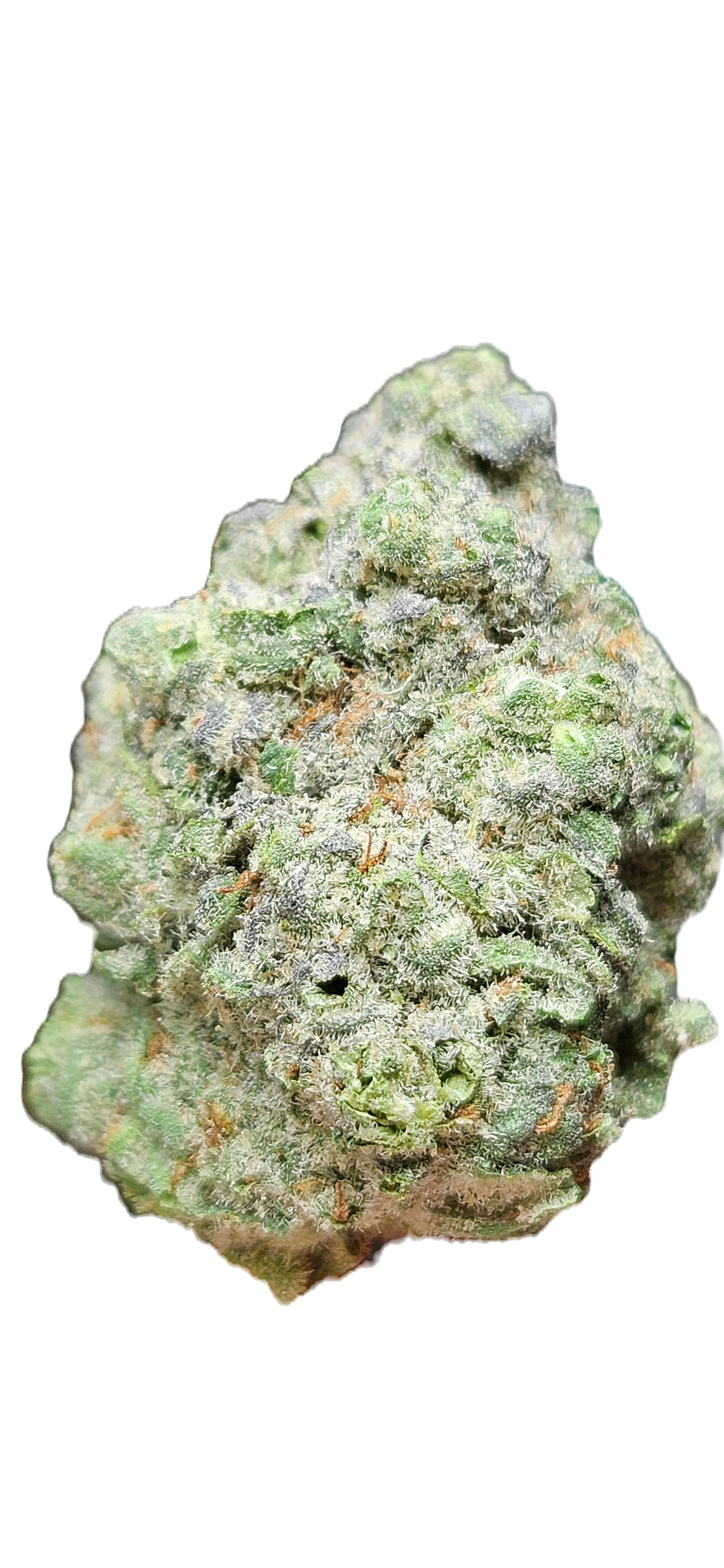 MOTHER of BERRIES - INDICA