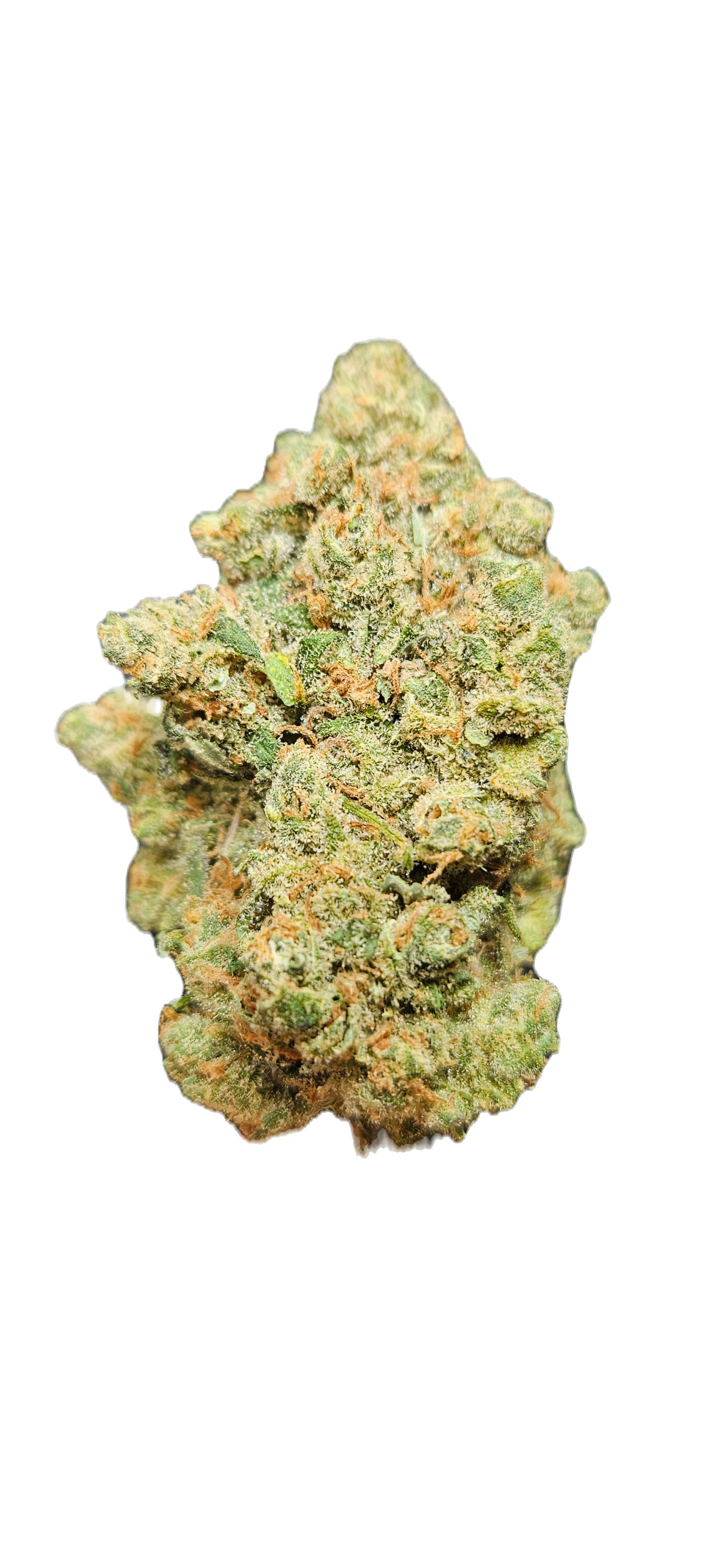 SUPER JACK - SATIVA