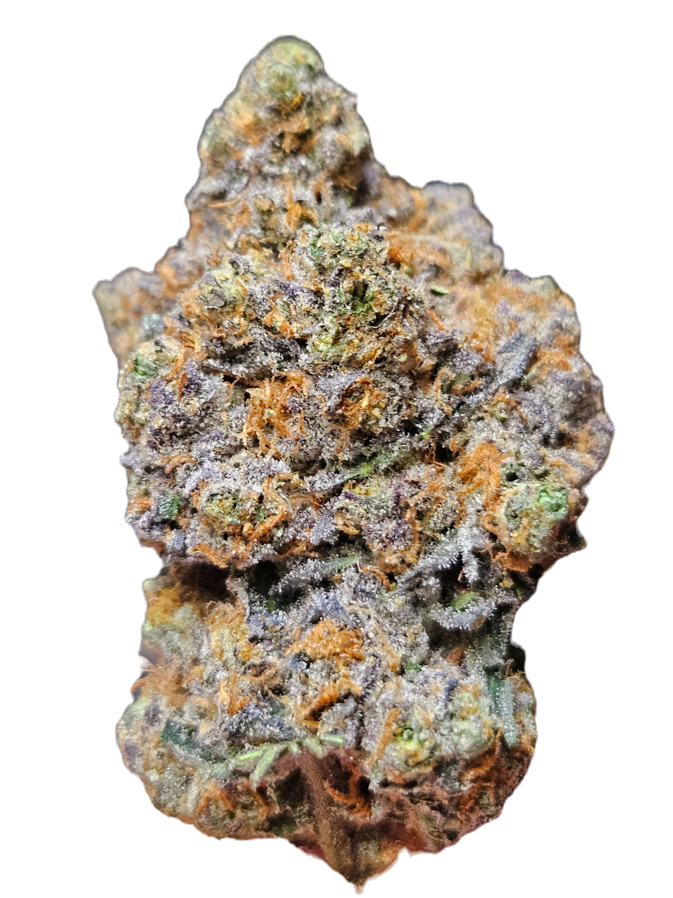 HOLIDAY PAYTON - INDICA