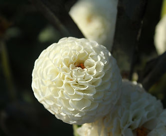 white ball dahlia