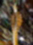 3_Wakame kelp_OR_Japan_Floating_Dock_OSU