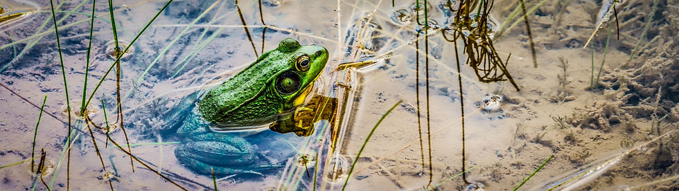 AdobeStock_170121213.jpeg