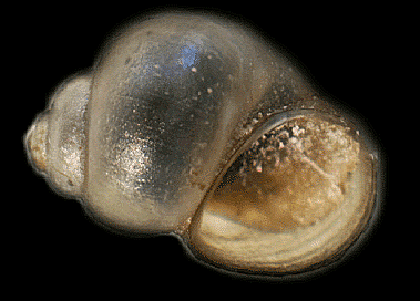 Bruneau hot springsnail