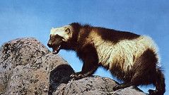 Wolverine