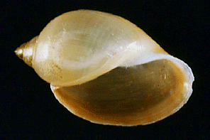 Snake River physa snail photo