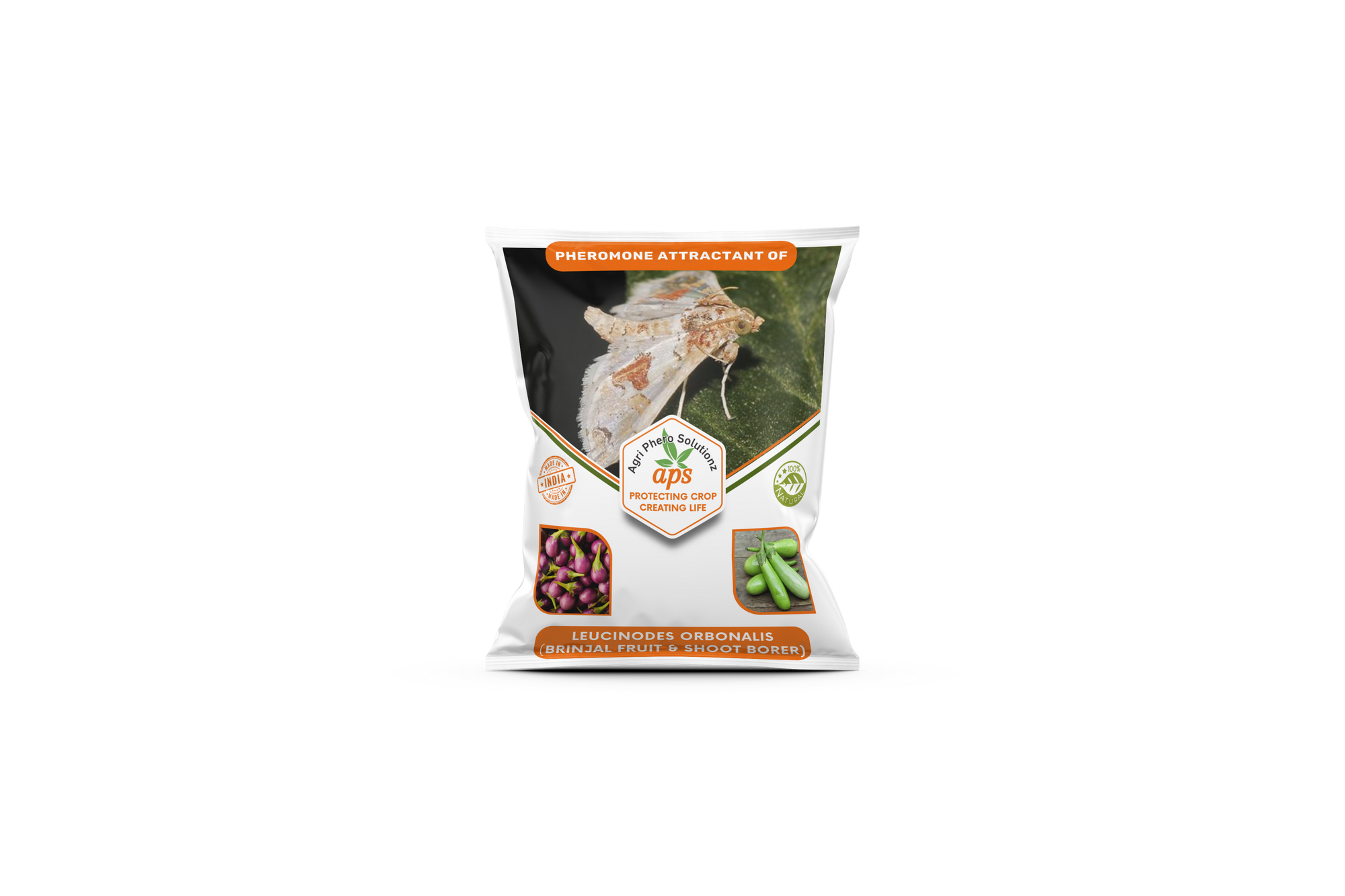 Leucinodes orbonalis (Brinjal Fruit and Shoot Borer)