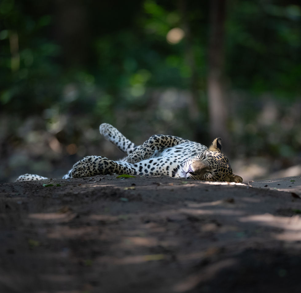 Close-up view of a Sri Lankan leopard lying on a rock