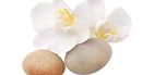 Doshas (5)_edited.png