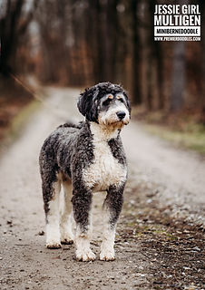 Premier Doodles Multigen Minibernedoodle