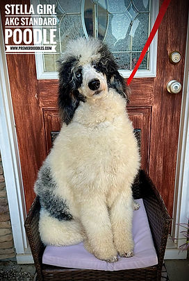 Premier Doodles Standard Poodle