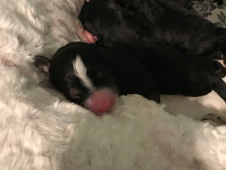 Jasmine had her puppies!
