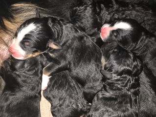 Lexi had Elsa's Litters Have Arrived!