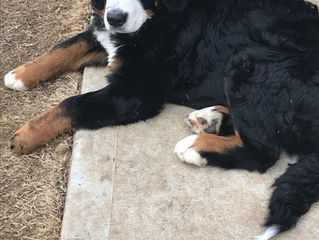 Haven and Ford Growing Fast & Looking Great!