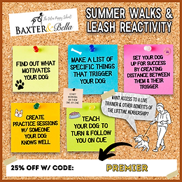 Premier Doodles Baxter and Bella Puppy Training Program