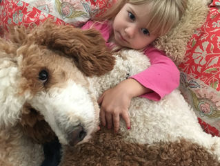 Premier Bernedoodle Puppies Due in December 2016!