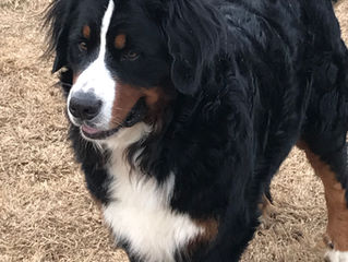 What do we feed our dogs?