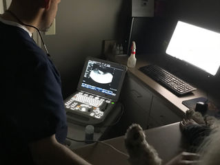Lexi and Zoe Pregnancies Confirmed!