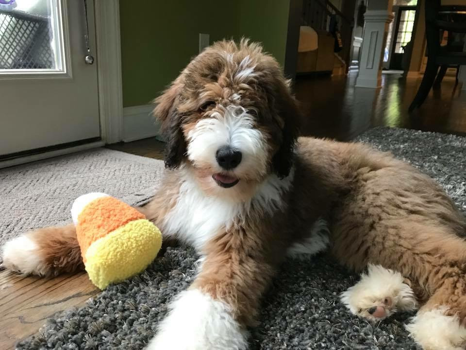 Best Bernedoodle Puppies | F1 Standard Bernedoodle