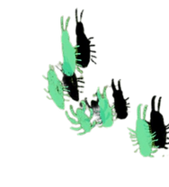 JEM Flyer Krabbeln.png