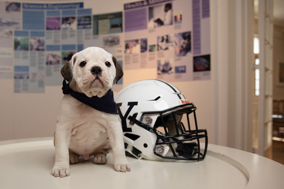 Handsome Dan + helmet.jpg