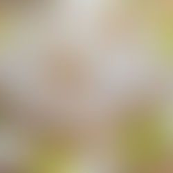 Pyragų diena Krivilių bibliotekoje