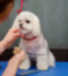 Maltese dog getting a scissor lamb haircut 